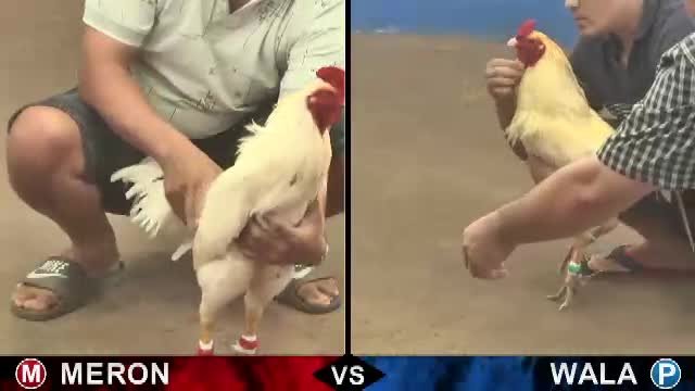 Tường thuật đá gà là gì?