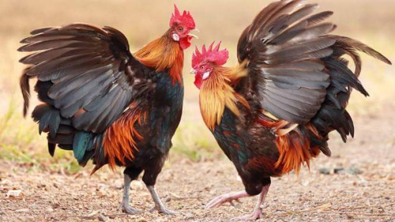 Một số lý do khiến những chú gà đá mổ nhau thường gặp nhất