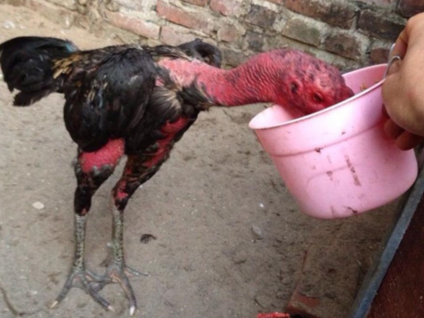 Có nhiều cách nạp carbo cho gà đá mà các sư kê có thể áp dụng