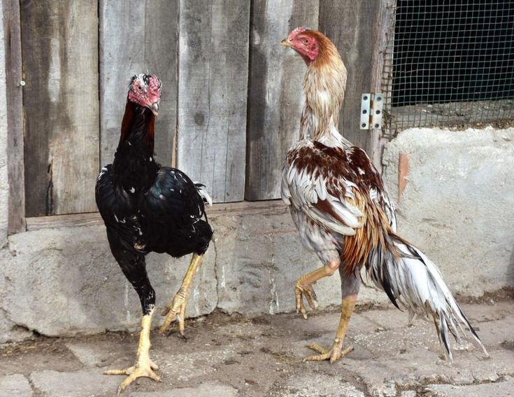 Các thuật ngữ đá gà trong huấn luyện