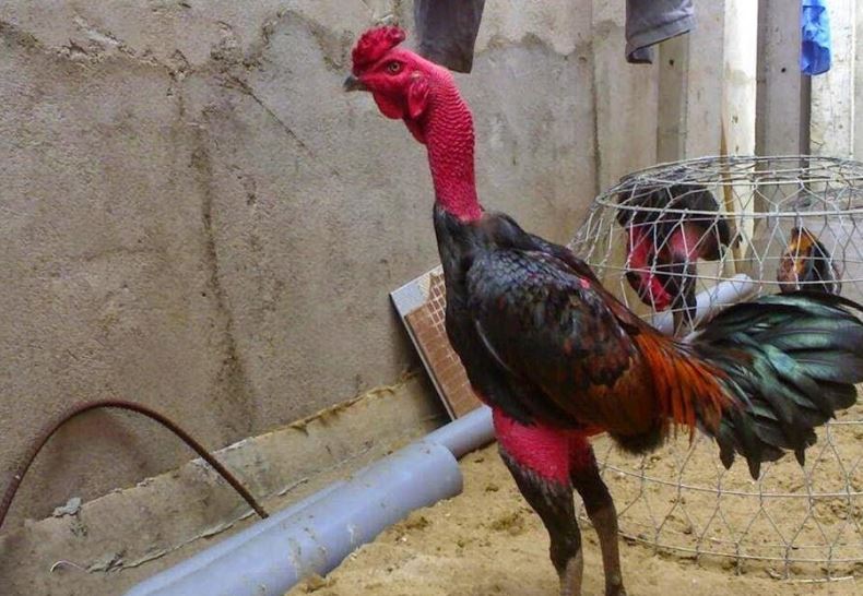 Giữ ấm cho chiến kê là cách chữa gà bị bại liệt hiệu nghiệm