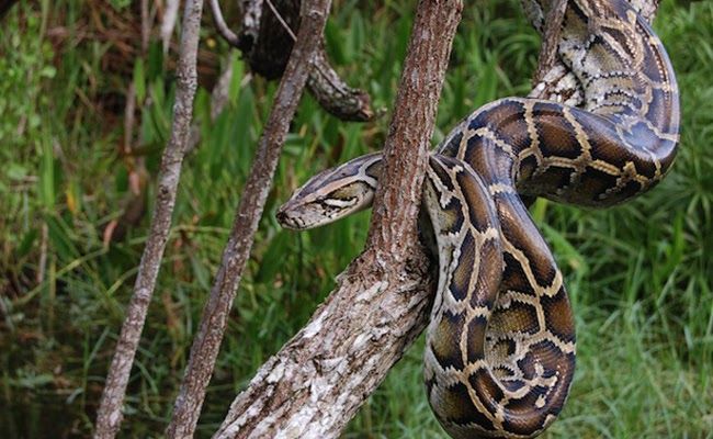 Mơ thấy trăn là giấc mộng nhiều người lo lắng