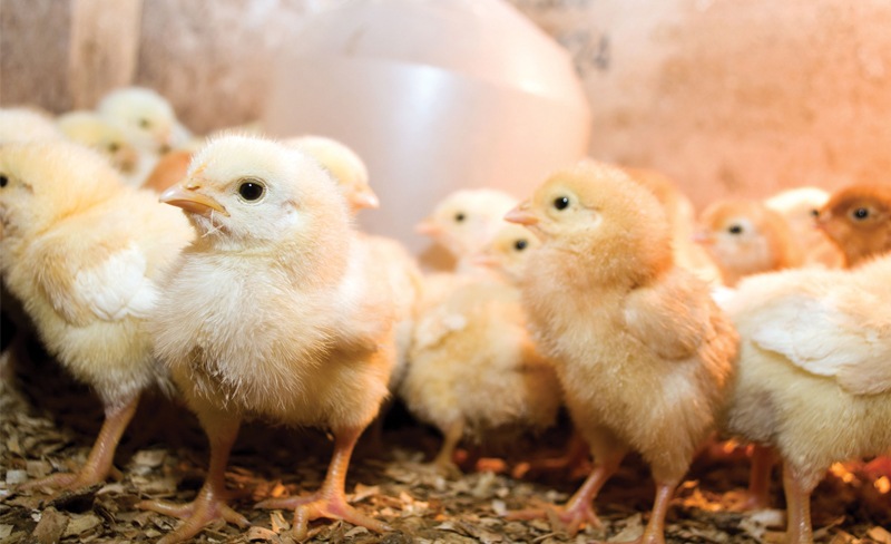 Chăm sóc và huấn luyện cho gà chọi mới nở