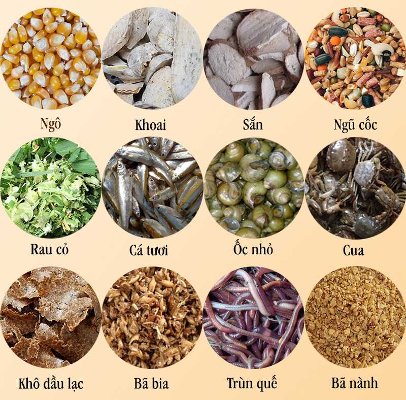 Nuôi gà đá không bị bệnh nên tập trung chế độ dinh dưỡng
