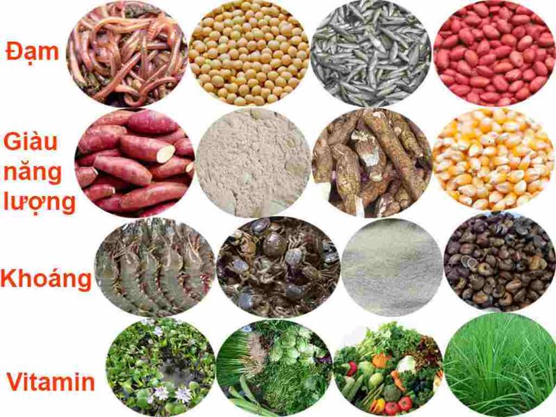Cung cấp đa dạng nhóm thực phẩm khi nuôi gà đá Mỹ cựa sắt
