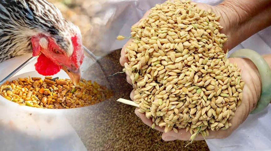 Các nguyên liệu bạn cần chuẩn bị trước khi xổ gà đá