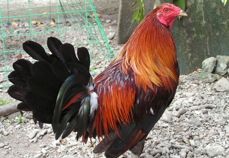 Lưu ý khi xổ gà đá cho sư kê mới