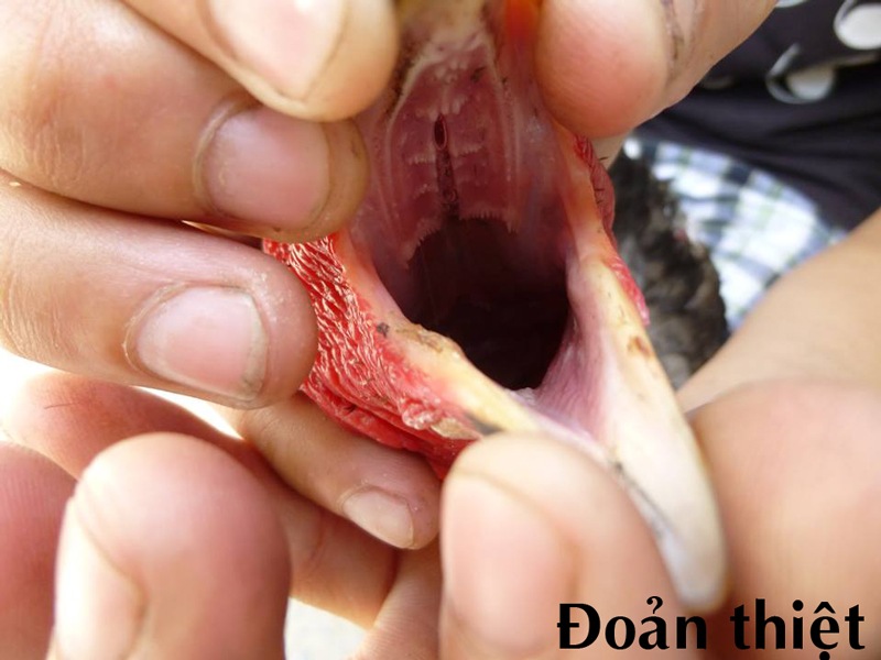 Gà đoản thiện sở hữu chiếc lưỡi bị thụt sâu vào trong khoang miệng hoặc rất ngắn