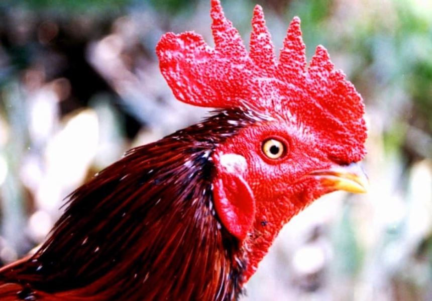 Đặc điểm nhận diện mồng gà chọi có thể đánh bại mọi đối thủ
