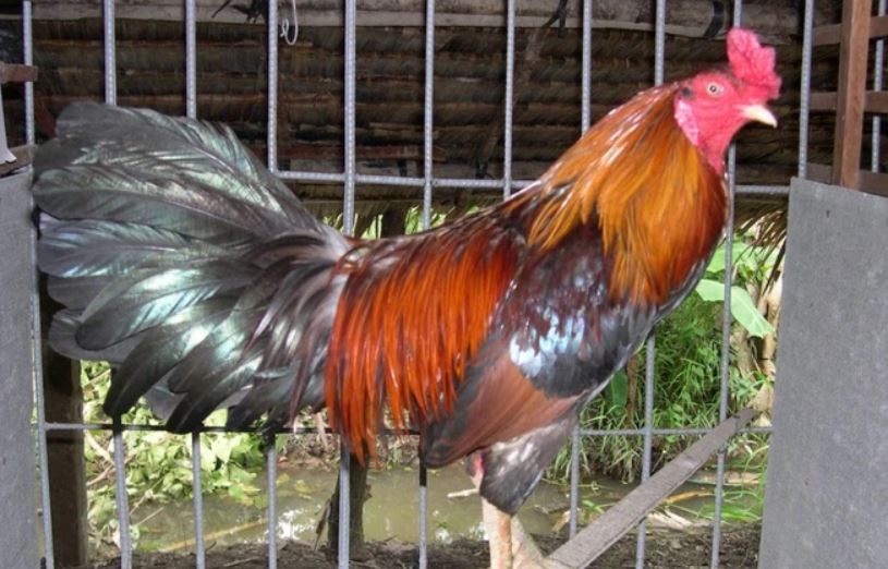 Cách chọn giống nuôi gà đá chất lượng