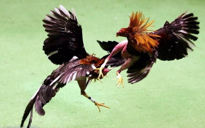 Những lưu ý khi chăm sóc huấn luyện gà đá vảy xuyên đao